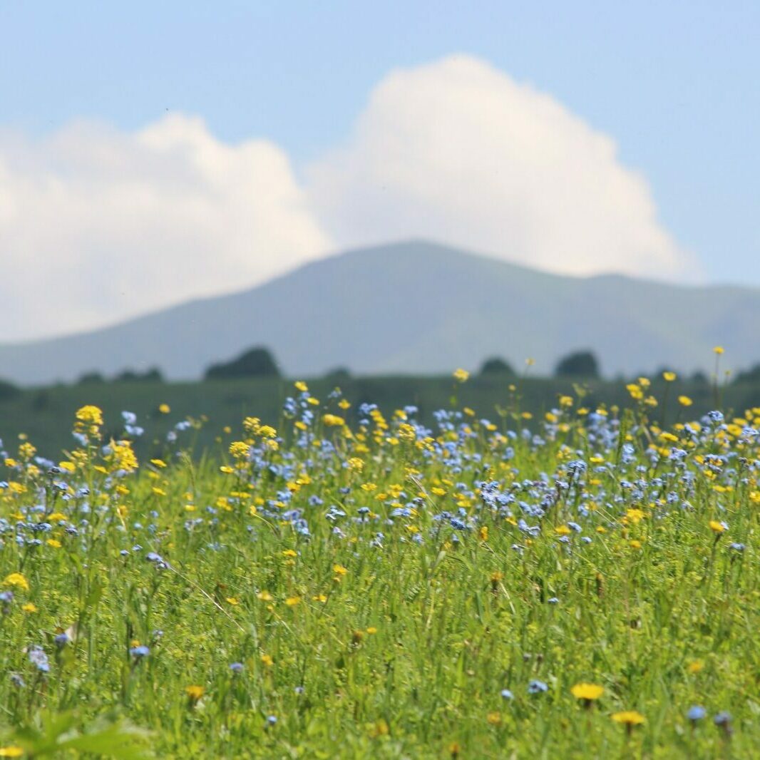 blue flower field during daytime program czyste powietrze