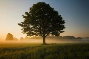 green leafed tree surrounded by fog during daytime czyste powietrze - pytania i odpowiedzi