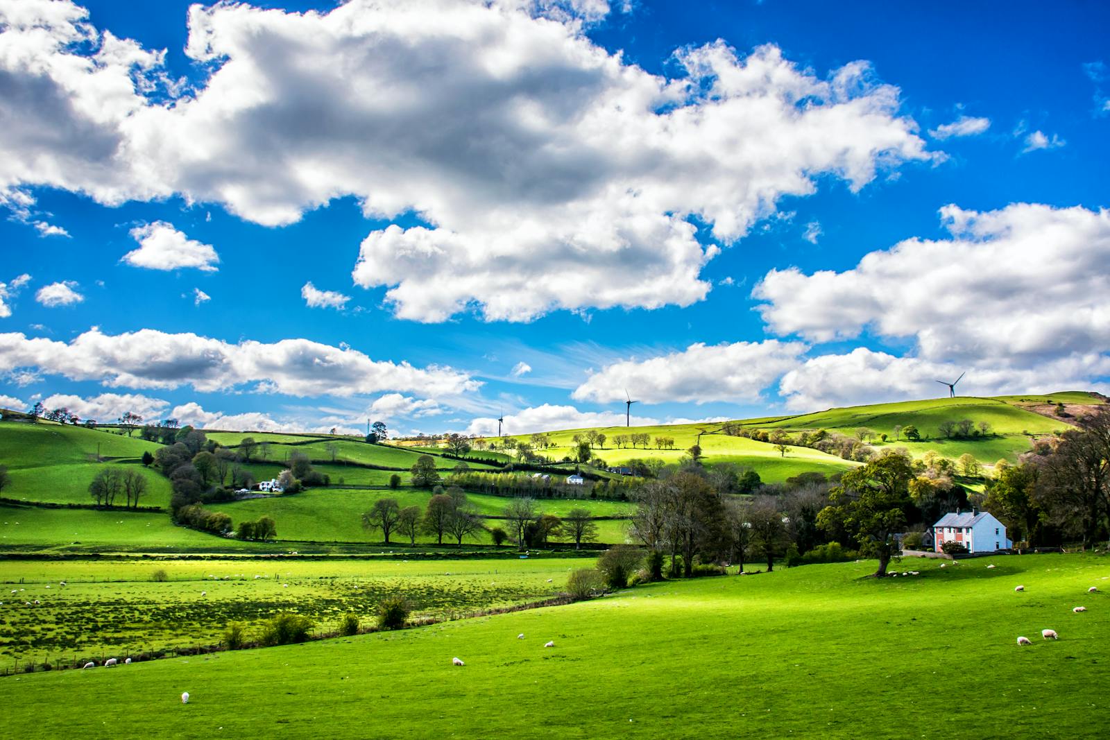 Green Leafed Trees Under Blue Sky