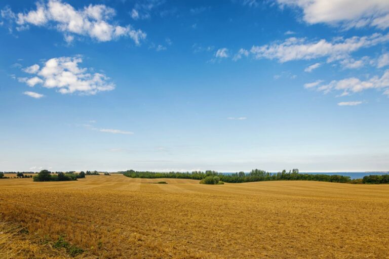 Expansive farmland under a clear blue sky, capturing the essence of rural beauty.