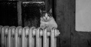 A serene cat comfortably sitting on a radiator in a vintage-style room.